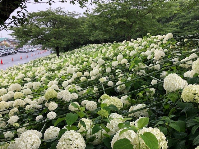 幸手権現堂堤の紫陽花はまだ 大丈夫 食べ歩きとハイキングの旅