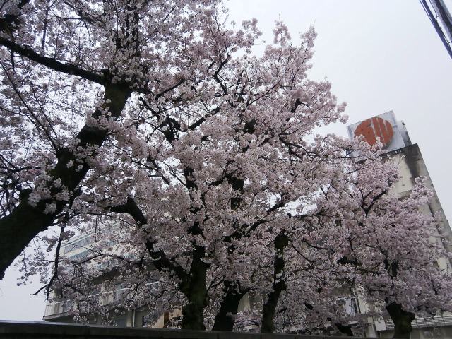 京都西川のシング 西野カナの Sakura I Love You アッくんの長岡京新聞社