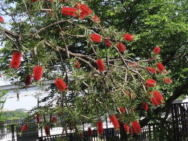 万博記念公園のたわしの木 ブラシノキ マミーのつれづれなるままに 万博記念公園のたわしの木 ブラシノキ マミーのつれづれなるままに
