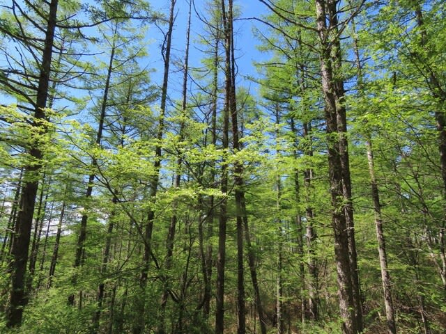 高ボッチ高原・鉢伏山で最近咲いている花　ミヤマザクラ（深山桜）