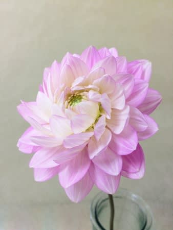 ブライダルピンク 花のある生活