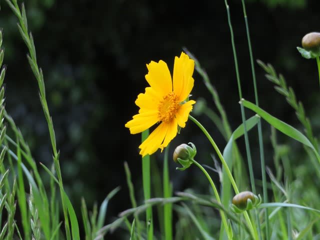 何といっても群生した黄色い花のみごとなオオキンケイギク 野の花 庭の花