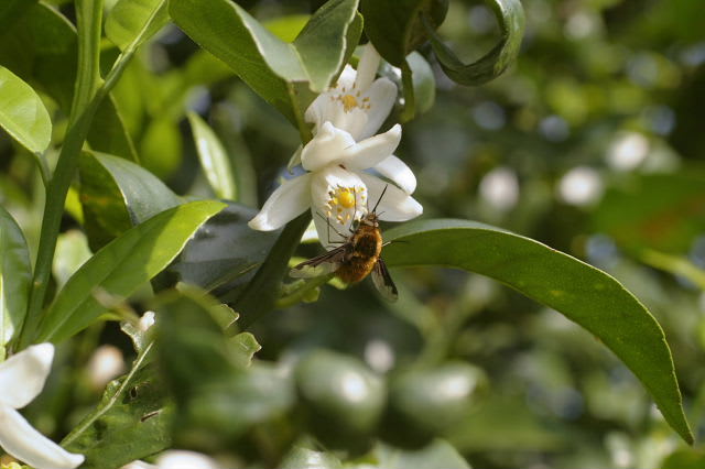 可愛いアブ つー虫のブログ 可愛いアブ つー虫のブログ