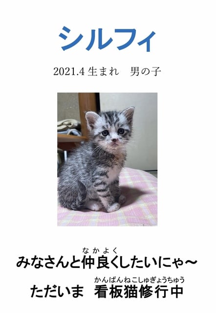 猫の名前 黒猫ジジィの毎日にゃん 教室のみなさんと猫を紹介 たまにプライベートなことも