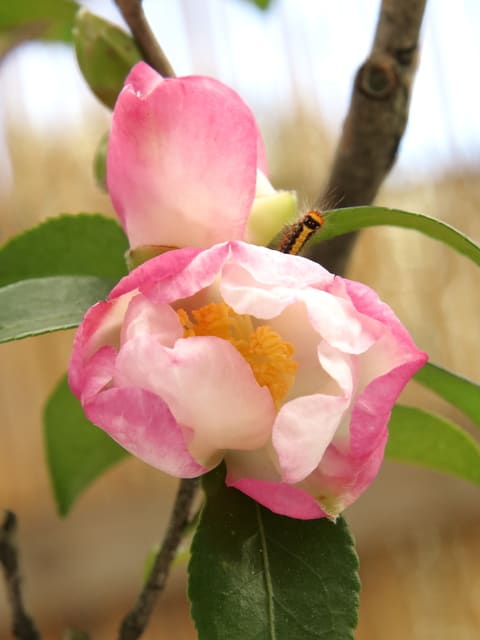 サザンカ（朝日鶴）