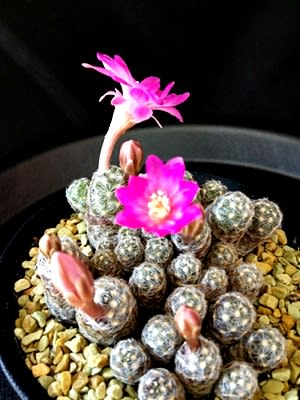 マミラリア サボアエの花 ふ たろの植物日記 観葉植物 サボテン 多肉植物