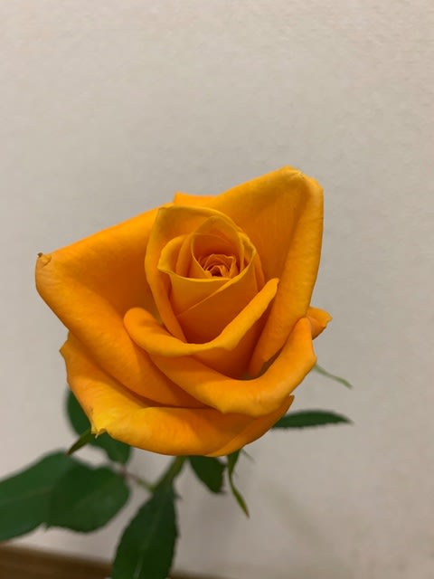 オレンジ色のバラの花言葉 ふかよんライフスタイルファンド日記