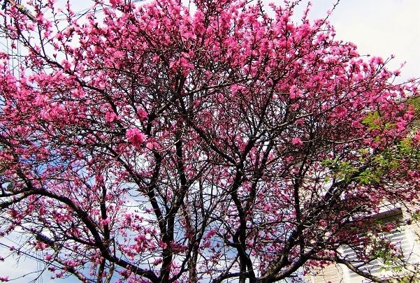 春の樹木花 ２ 花を愛でる