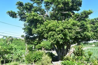 ガジュマルの樹下には 宮古島のゆったり生活