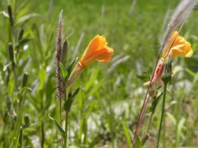 草地にマツヨイグサの花がしおれて 多摩の自然 写真散歩