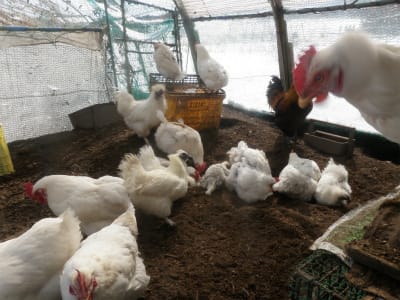 鶏糞の質で 無農薬栽培が雲泥の差になる 無農薬 自然菜園 自然農法 自然農 で 自給自足life 持続可能で豊かで自然な暮らしの分かち合い