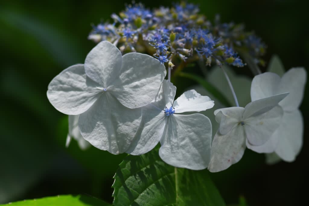 カラフルで種類も豊富な あじさい の花はどれ 種類も多く見頃 花の文化園 No 3 福ちゃんの散歩道 Iphone Proで遊ぶ カラフルで種類も豊富な あじさい の花はどれ 種類も多く見頃 花の文化園 No 3 福ちゃんの散歩道 Iphone Proで遊ぶ