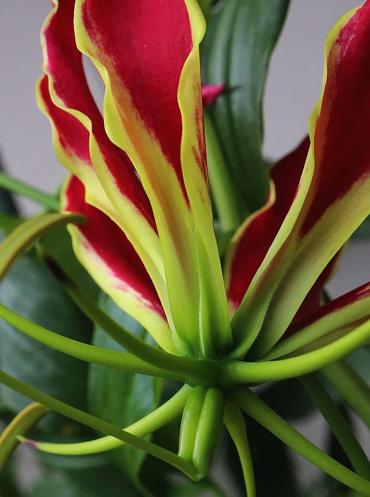 グロリオサ キツネユリ アブリル どこにでもあり どこにもない グロリオサ キツネユリ アブリル どこにでもあり どこにもない