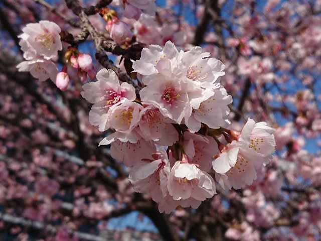 熱海まち歩き 大寒桜が満開です 湧水めぐり 藤川格司