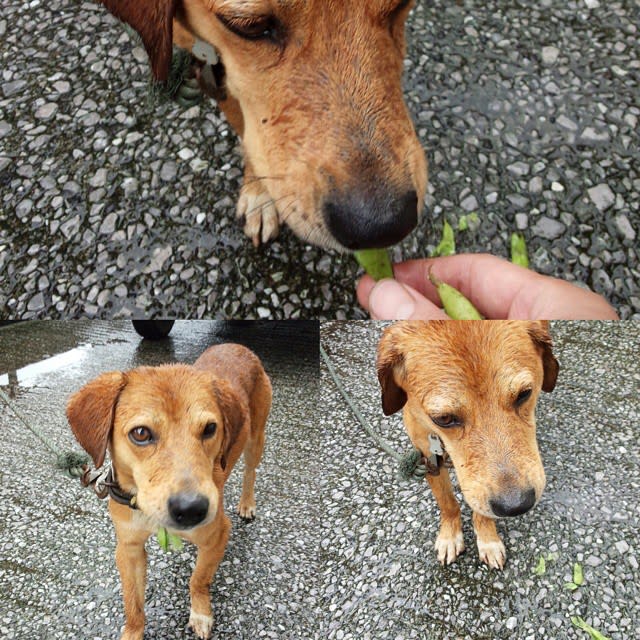 枝豆犬 農家の前座修行 仮