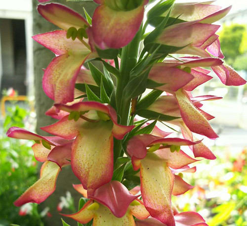 5 14 エリア１にハイブリッドジギタリスの花 ｎｉｗａ ｎｉｈａ ｈａｎａ 庭には花