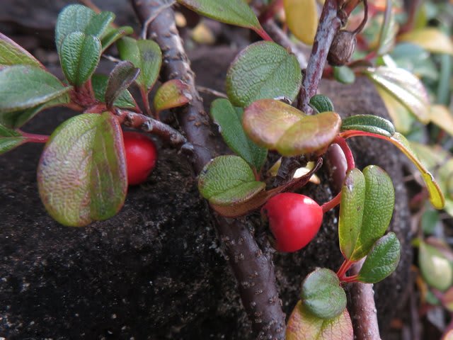 赤い実は元気 ロウヤガキなど 京都府立植物園11 6 なつみかんの木々を見上げて