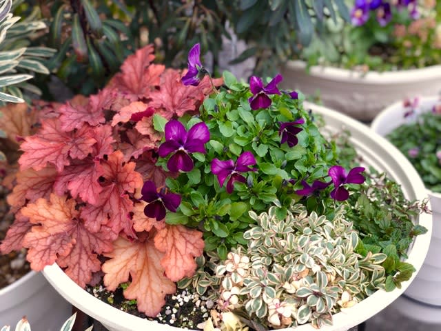 ビオラの寄せ植えとヒューケラ 雑木と宿根草とクレマチスの小さな庭づくり