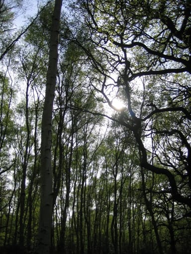 いとしのロビン フッドさま シャーウッドの森 35 100 イギリス生活 写真でつづる英国