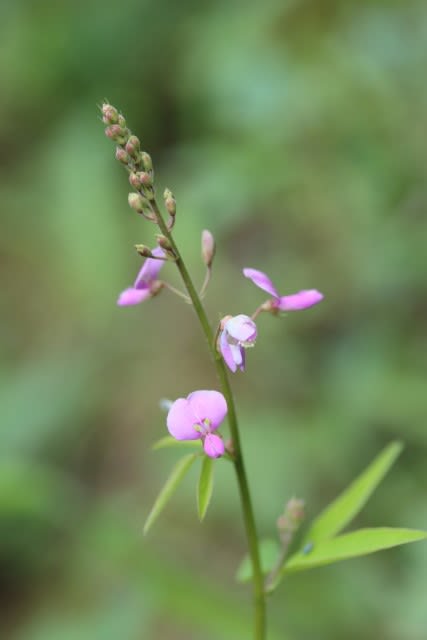 6月の花 のブログ記事一覧 季節の風に誘われて 東三河