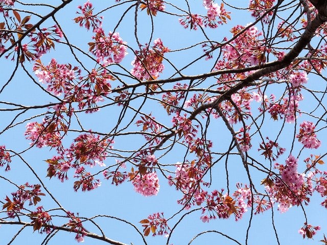 横浜緋桜とサトザクラ - せっかち散歩