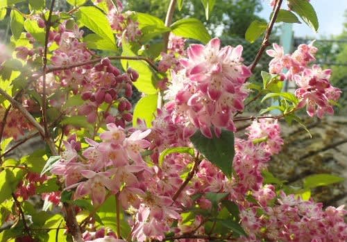 空木 うつぎ の季節 花の色が変わるものが多い サクラウツギ 桜空木 ハコネウツギ てらまち ねっと