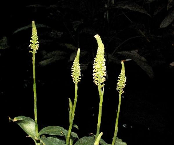トラノオのような 金銀草 花の公園 俳句 ｉｎｇ