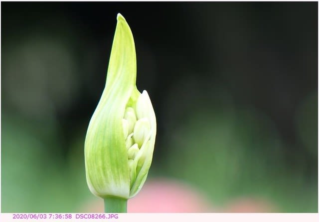 アガパンサス １ 蕾から開花 花の写真