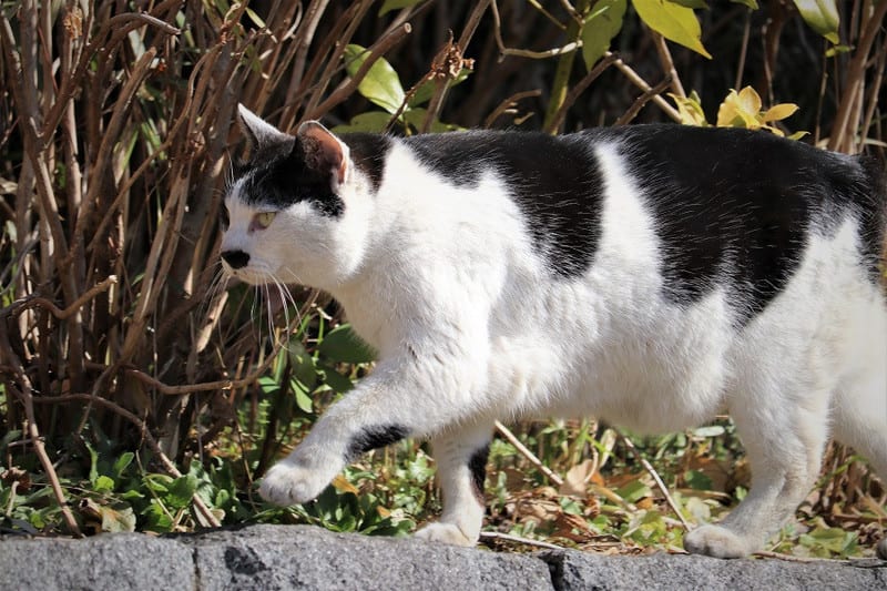 上野恩賜公園の猫ちゃん ハイブリッドな生活 旧ルノーな生活