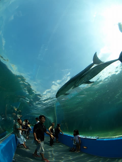 水族館 水中トンネル 初心者の写真