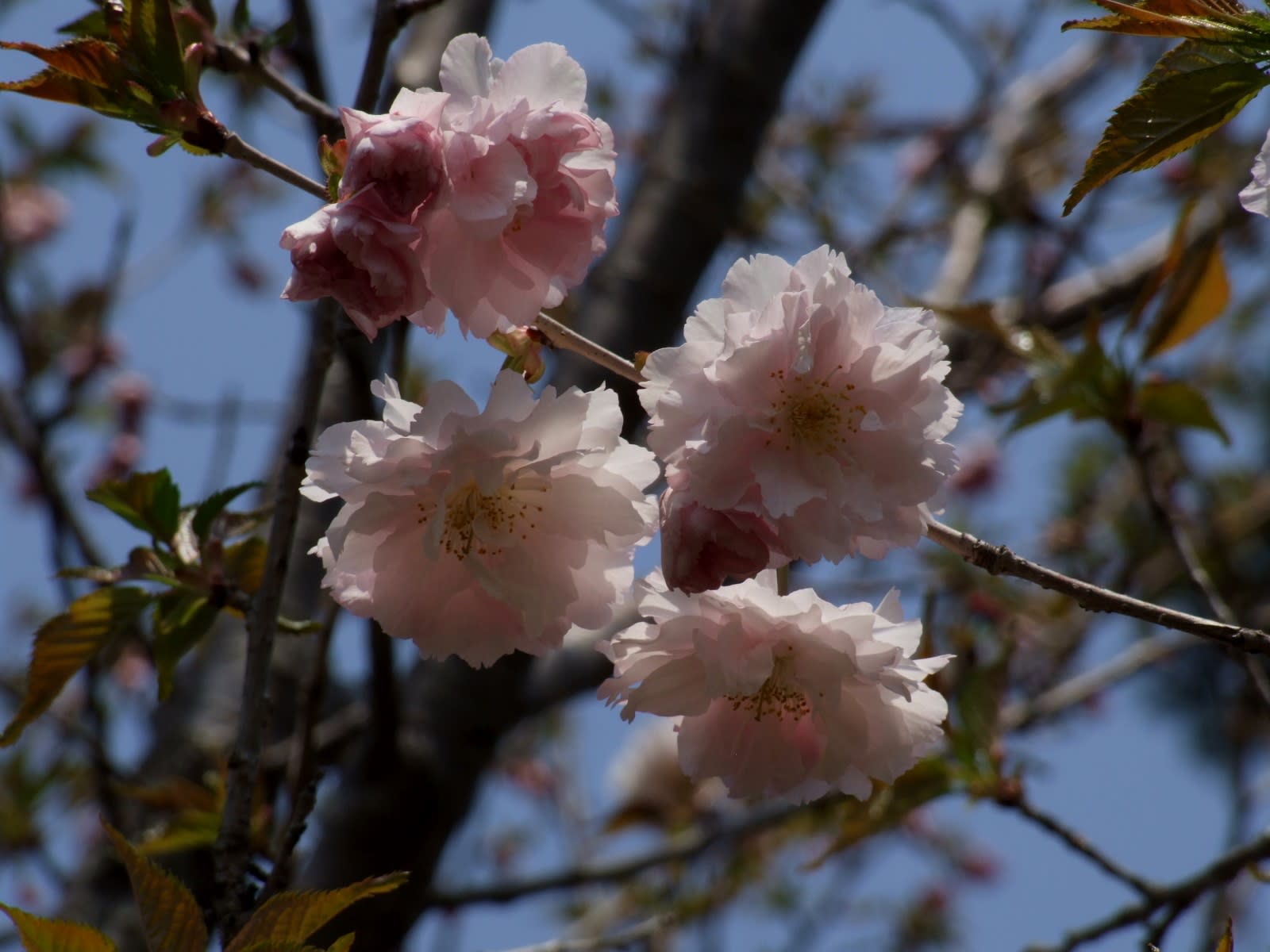 渡辺桜 季節の花