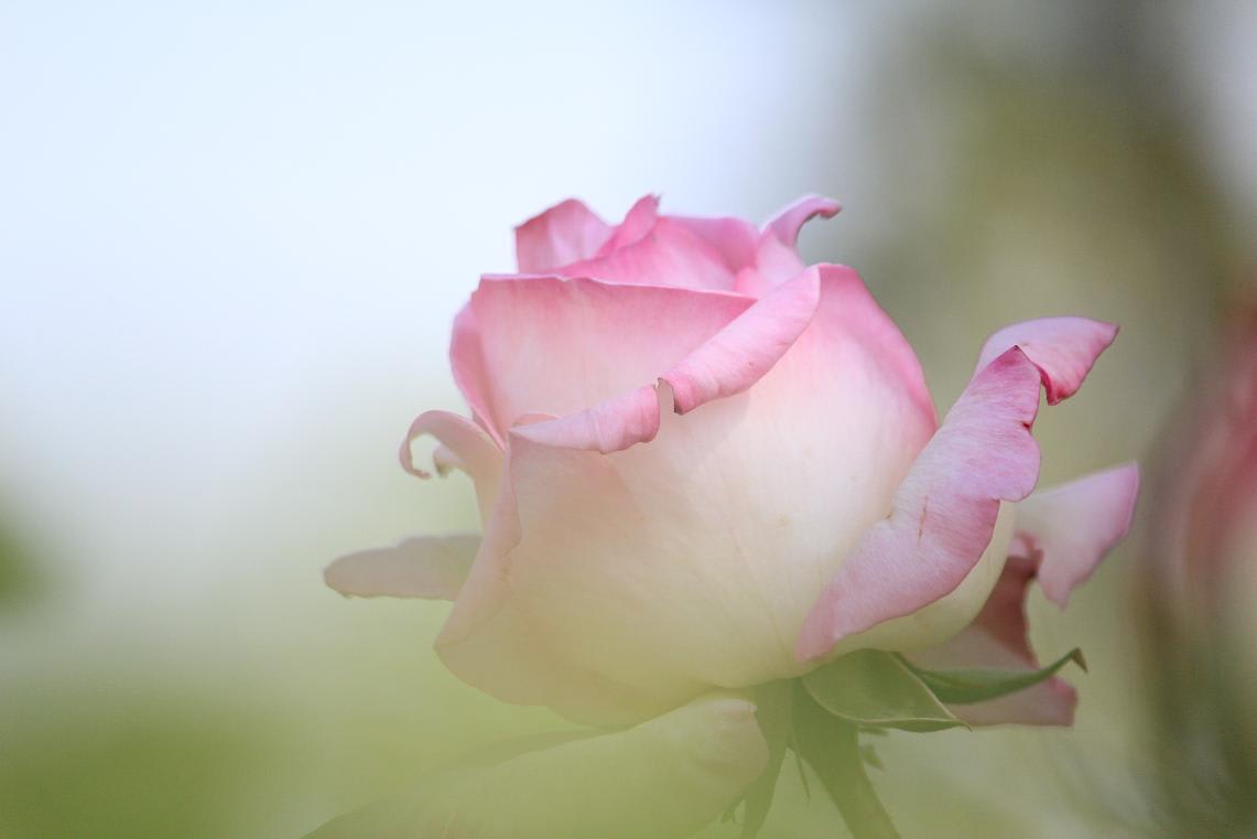 ミササガパークの薔薇の画像