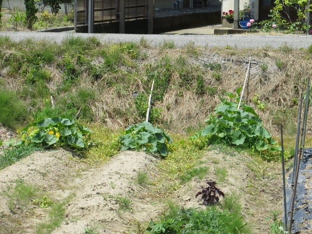 土手の雑草対策 上手く行けば食用 手さぐりブログはじめました