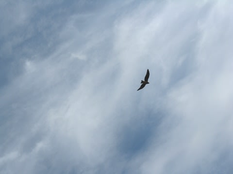 空を自由に飛ぶ鳥 www.vetrepro.fr