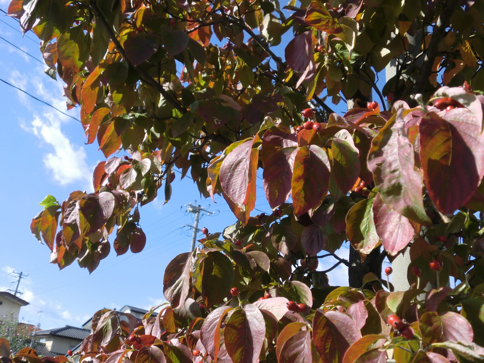 ハナミズキの葉っぱがあっという間に秋色に 四季の花