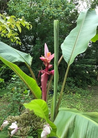 ７月の庭 ピンクバナナの花 ぶらぶら人生