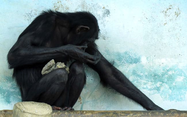 凶悪 チンパンジー 天才チンパンジー“パンくん”の女性襲撃は予見されていた？：窪田順生の時事日想（3/3 ページ）