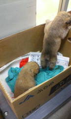 ゆ ゆるせん Cc Blog