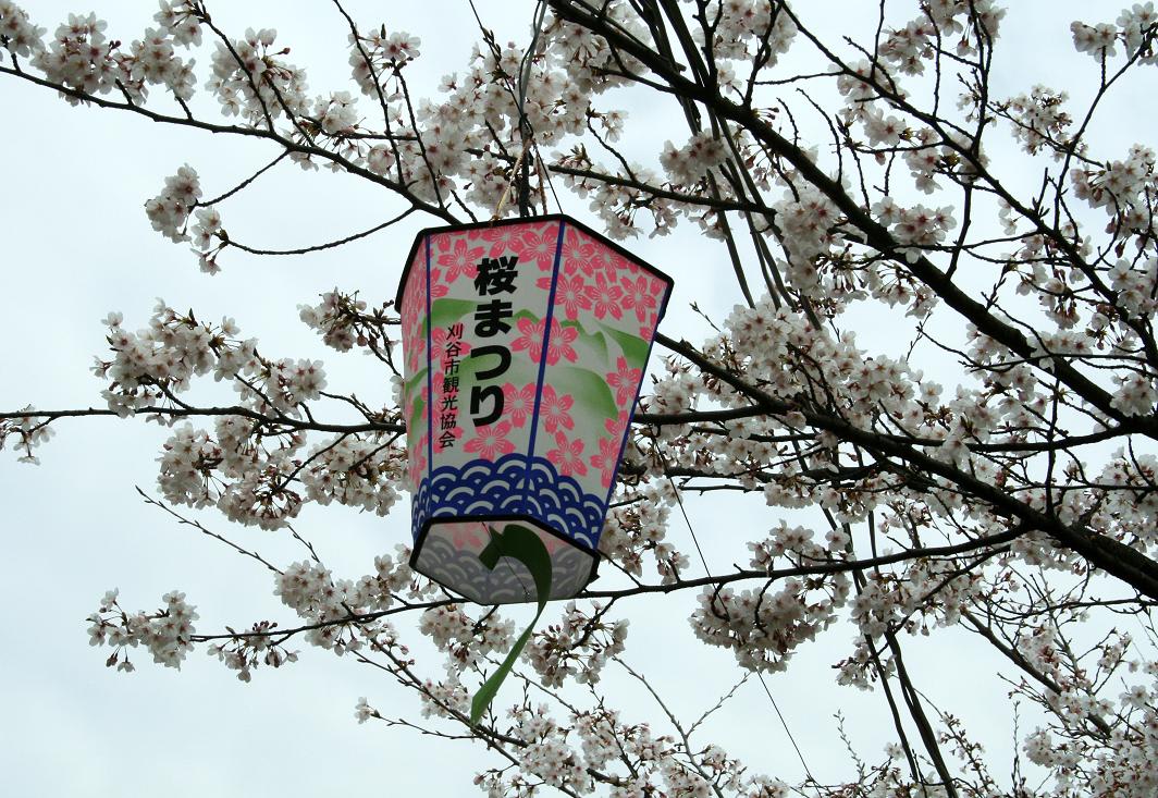 桜咲く季節となり・・・の画像
