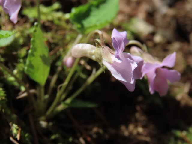 高ボッチ高原・鉢伏山で最近咲いている花　　ヒナスミレ（雛菫）