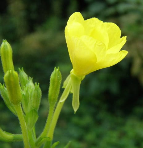 イブニングプリムローズ Evening Primrose の花 モノトーンでのときめき