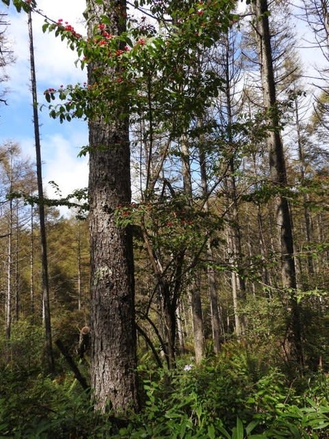 高ボッチ高原・鉢伏山で最近見る事の出来る実・種　イボタヒョウタンボク（水蝋瓢箪木）