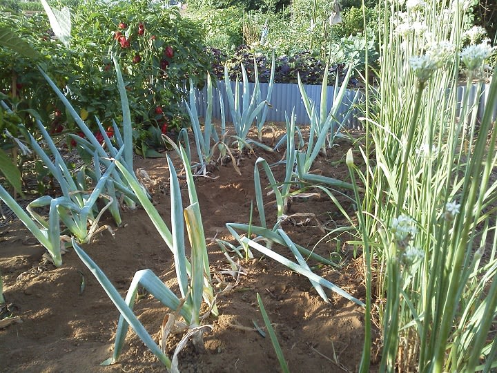 8月12日 下仁田ネギ植え替え準備 ビギナーの家庭菜園