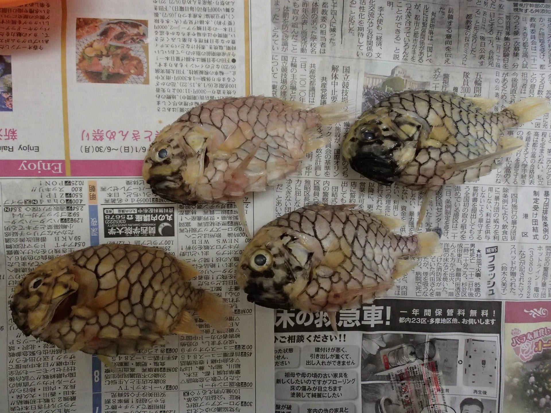 マツカサウオ いぞらど Isolado 魚骨日誌