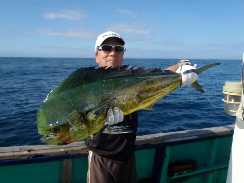 シーラ ゆたか丸最近の釣果