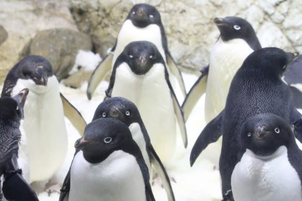 アデリーペンギンの目つき ペンギン音頭
