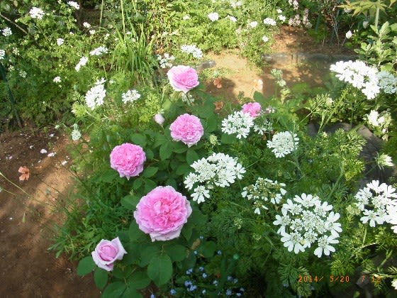 白い花との取り合わせ 白いバラ オルレア シスタス 遊び場ガーデン でのバラ遊び ご一緒にいかが