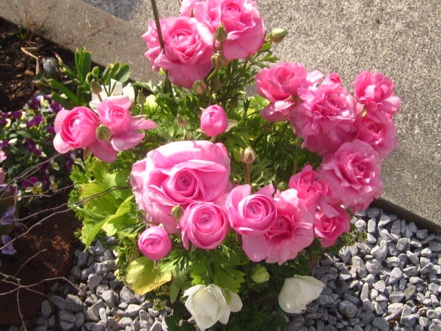 ピンクのラナンキュラスと白いアネモネで寄せ植え 七色ガーデン