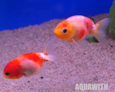 桜錦 国産 アクアウィズのオススメ 熱帯魚 桜錦 国産 アクアウィズのオススメ 熱帯魚