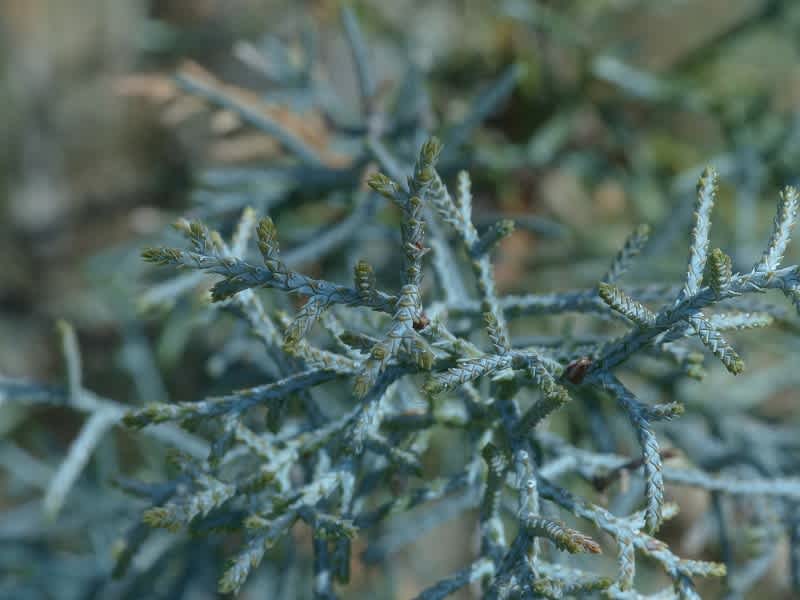 アリゾナイトスギ ブルーアイス Hayashi No Ko